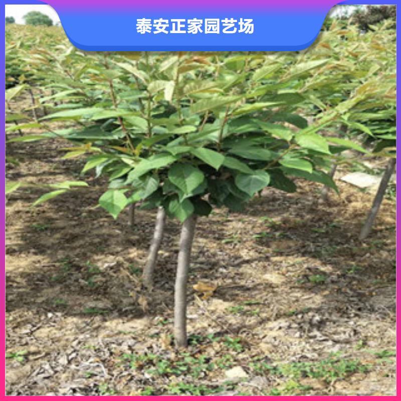 【樱花樱桃苗自有生产工厂】