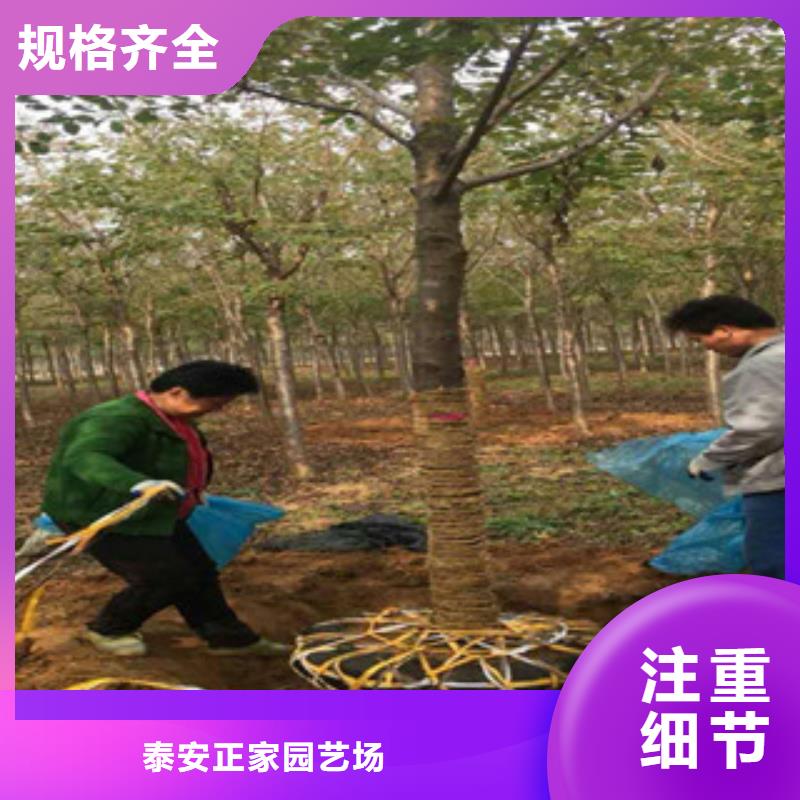樱花国槐实力公司