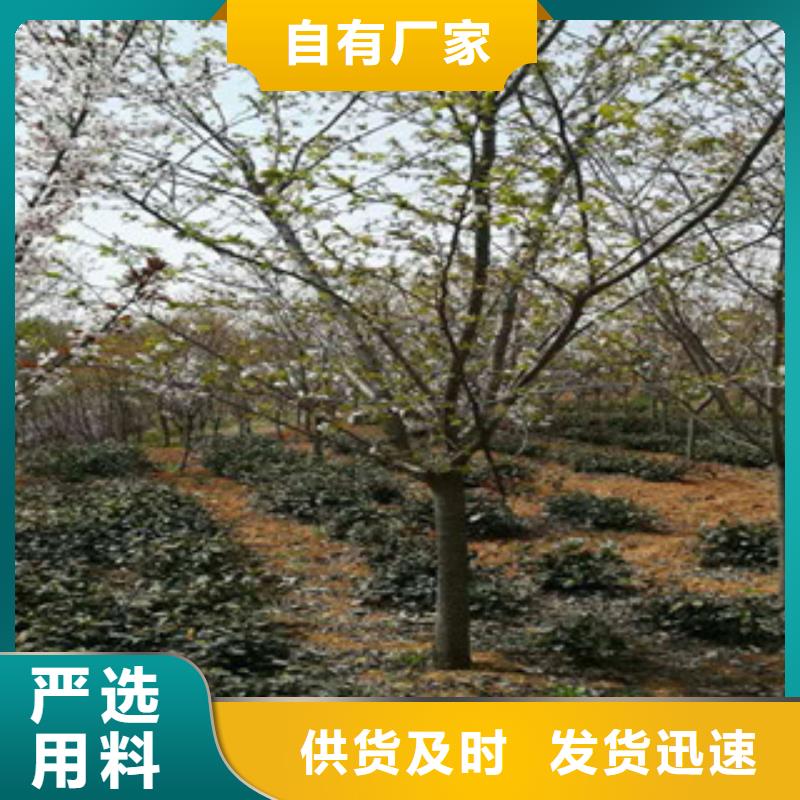 【樱花樱桃苗自有生产工厂】