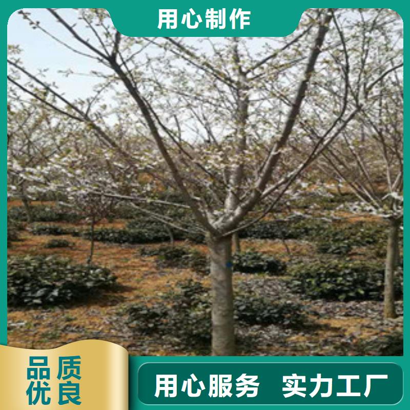 樱花核桃苗樱花苗长果桑树苗优选好材铸造好品质