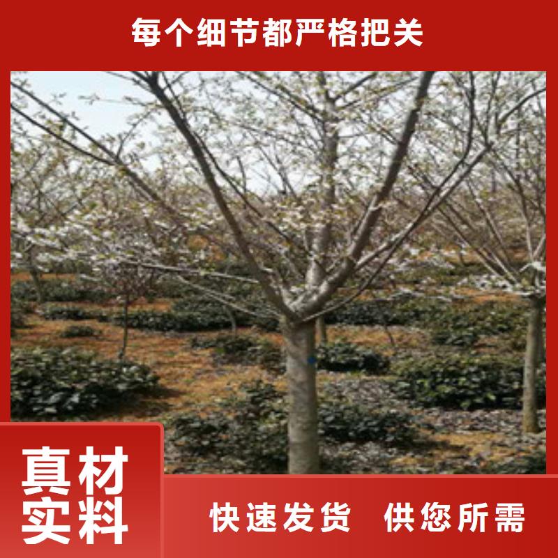 樱花 蓝莓苗海量现货直销