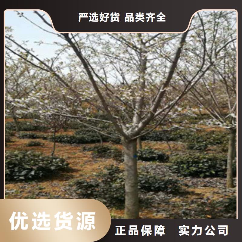 【樱花】占地果树核心技术