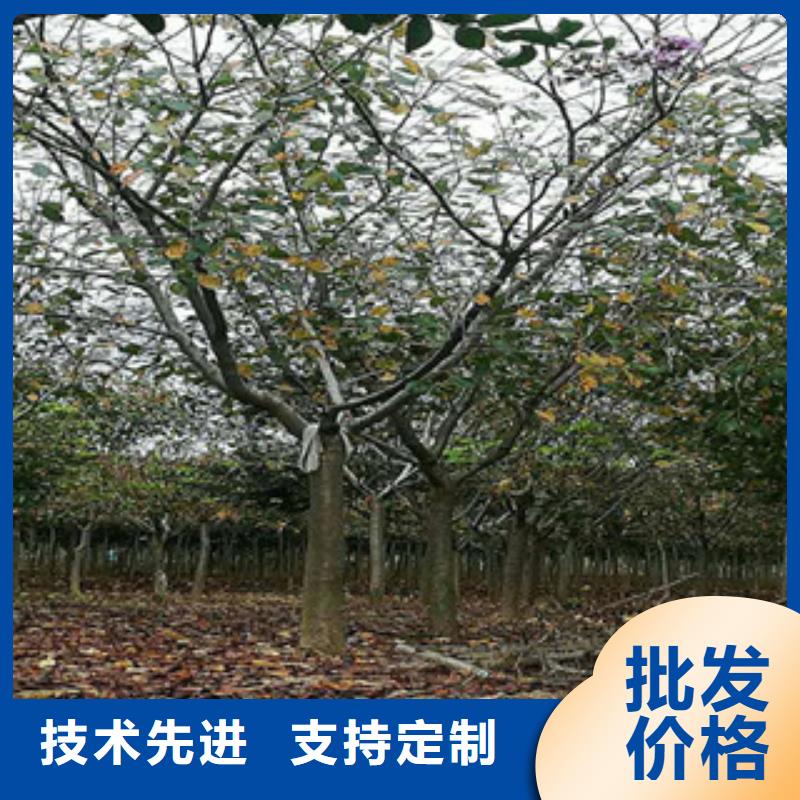樱花泰山景松造型景松快速物流发货