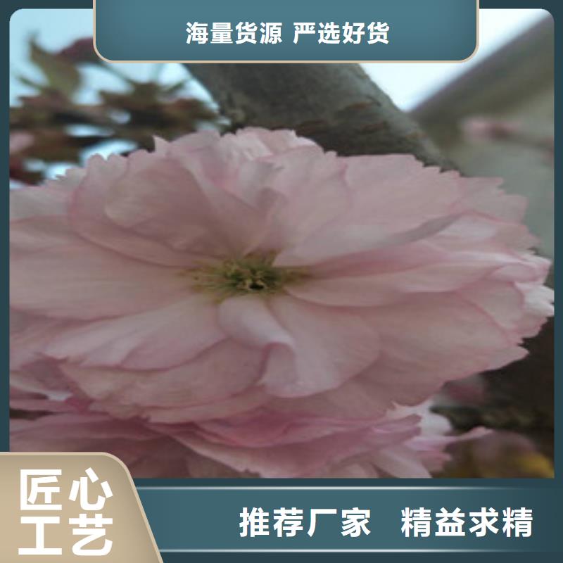 樱花蓝莓苗来图来样定制