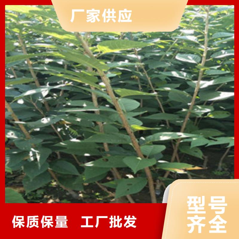 樱花蓝莓苗厂家直销规格多样