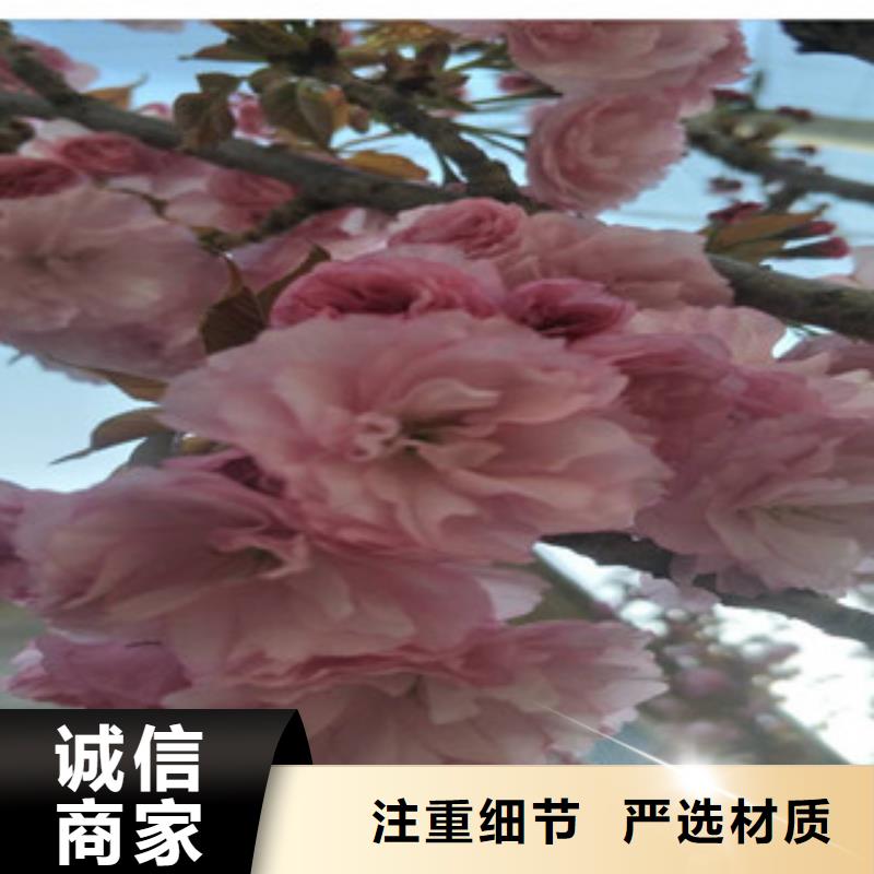 宁波该地樱花【钙果苗】品质过硬