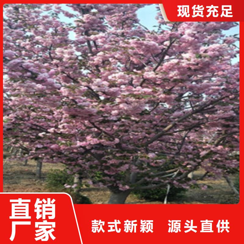 樱花占地果树品质优选