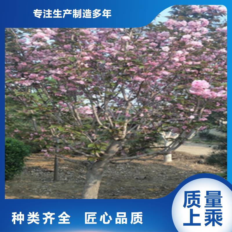 【樱花】蓝莓苗适用范围广