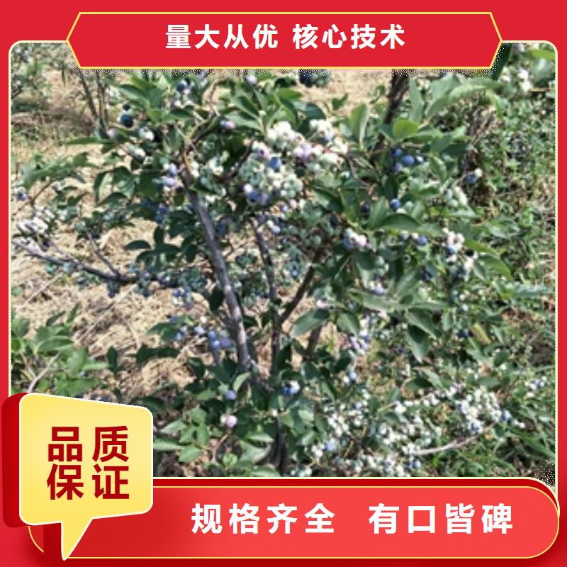 【蓝莓苗】-占地果树产品优势特点-正家园艺场(龙岩市分公司)
