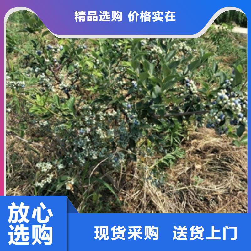 蓝莓苗-占地果树闪电发货
