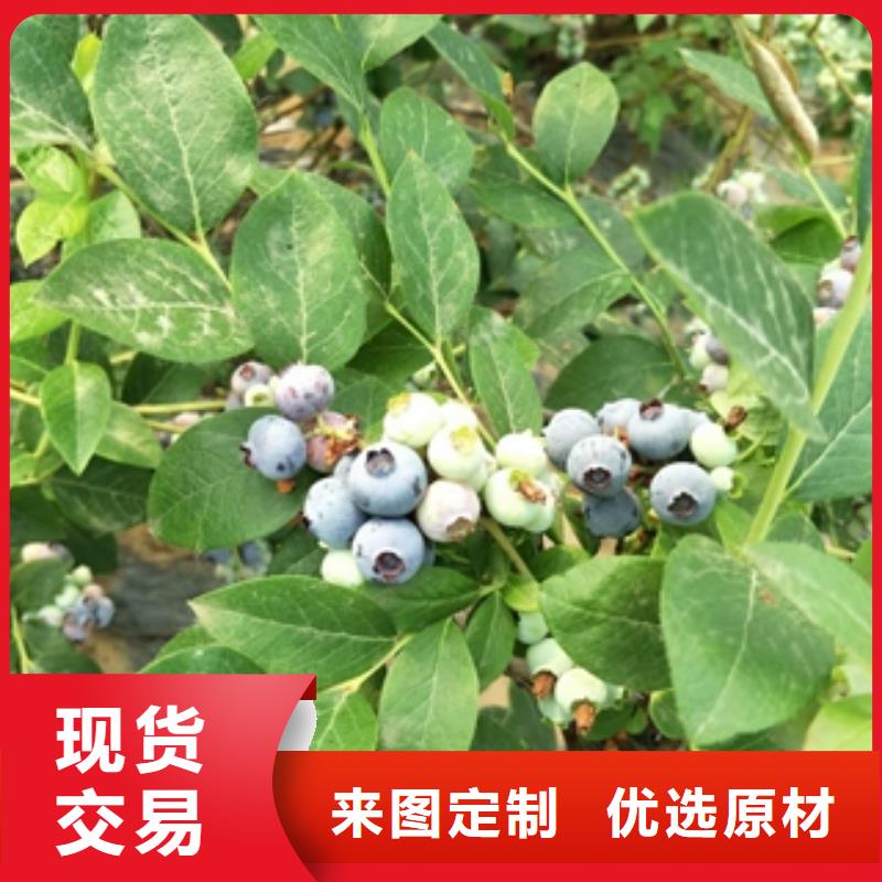 蓝莓苗钙果苗规格型号全