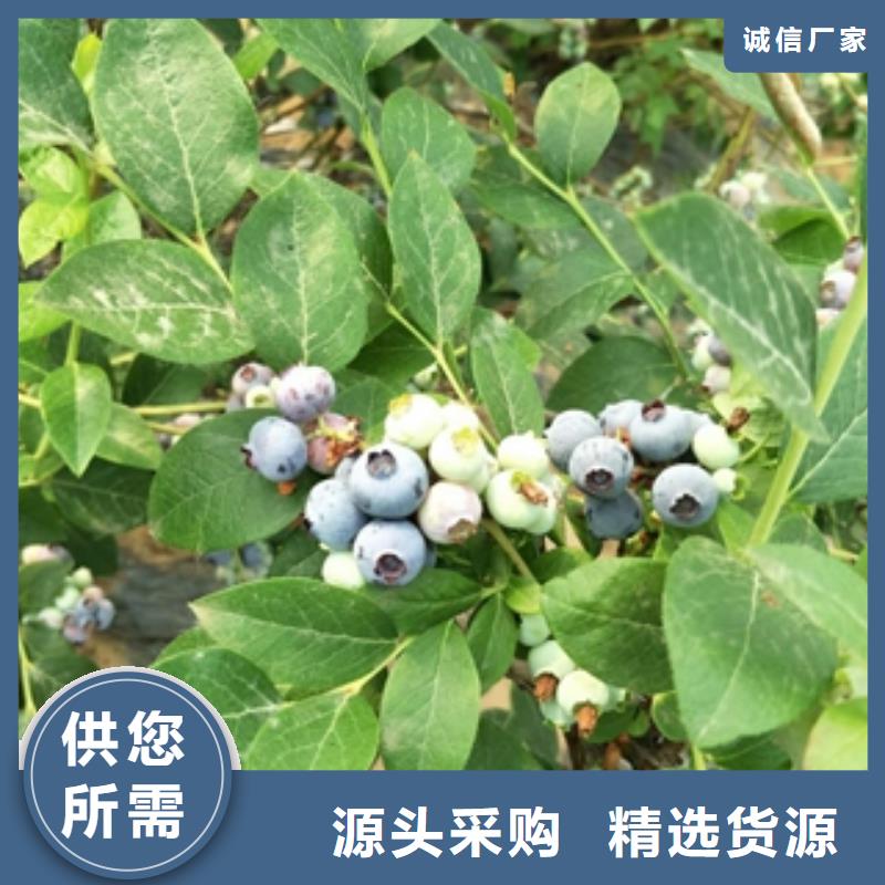 蓝莓苗占地果树厂家案例