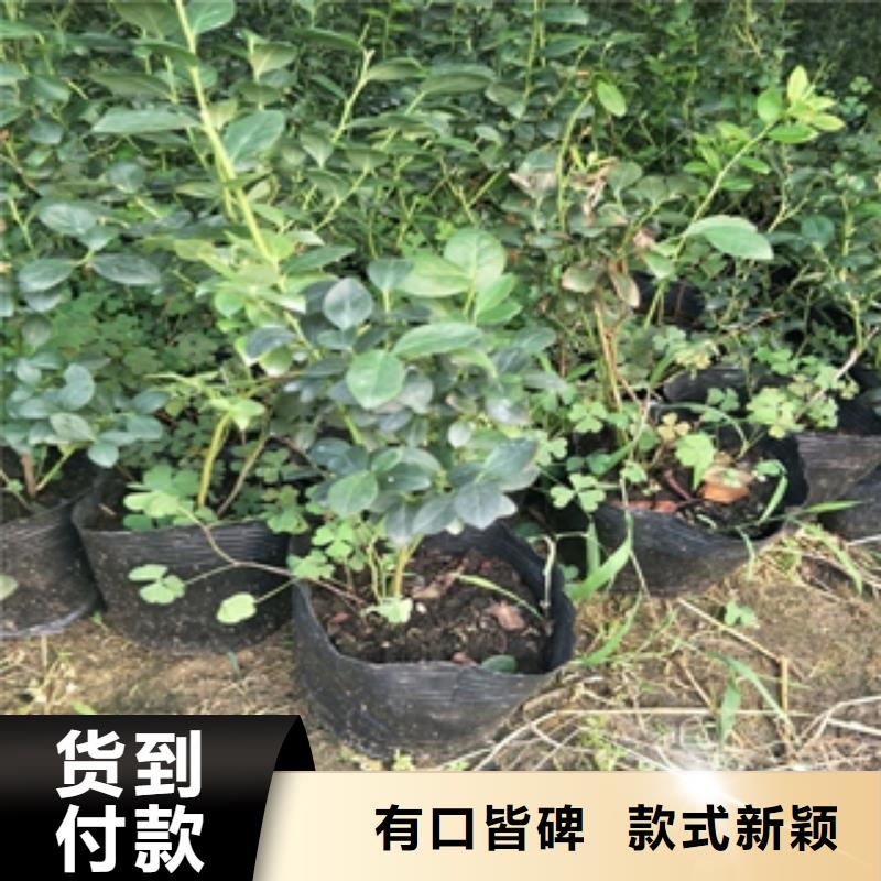 蓝莓苗-【钙果苗】实拍品质保障