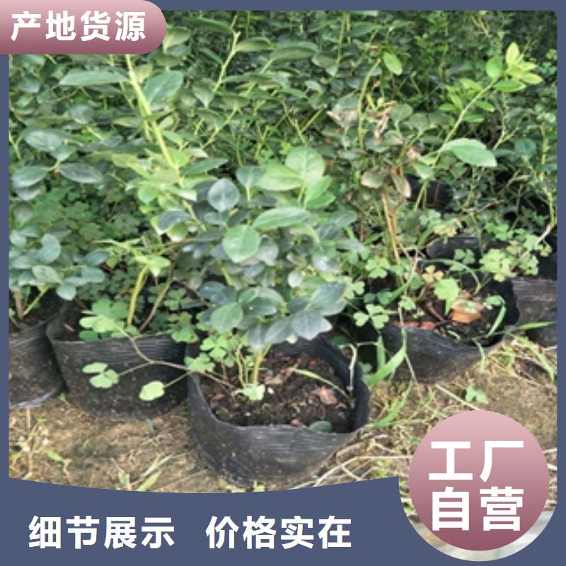 蓝莓苗,核桃苗樱花苗长果桑树苗品质优选