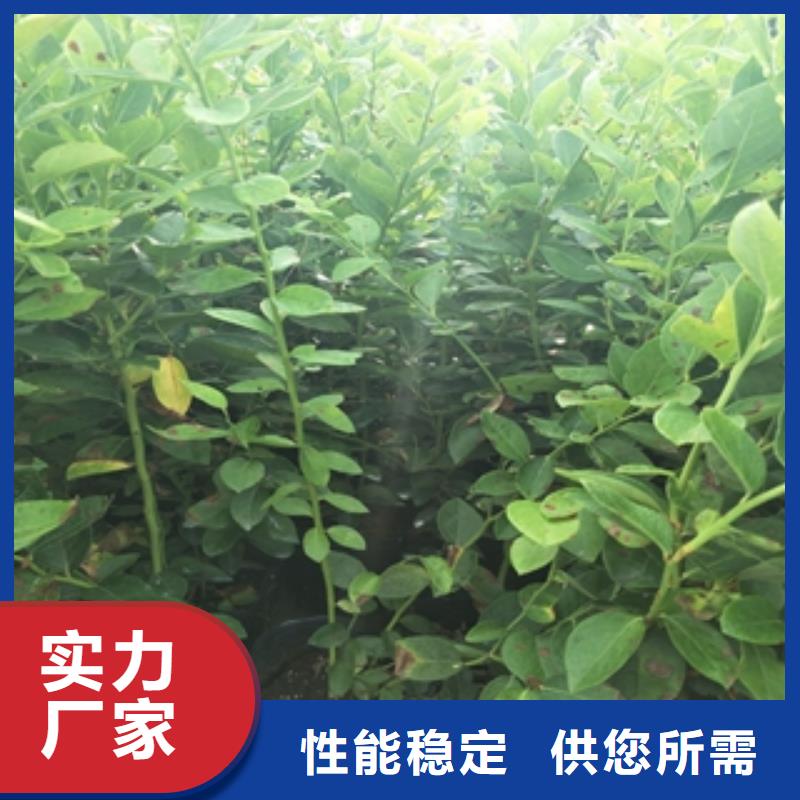 蓝莓苗海量货源