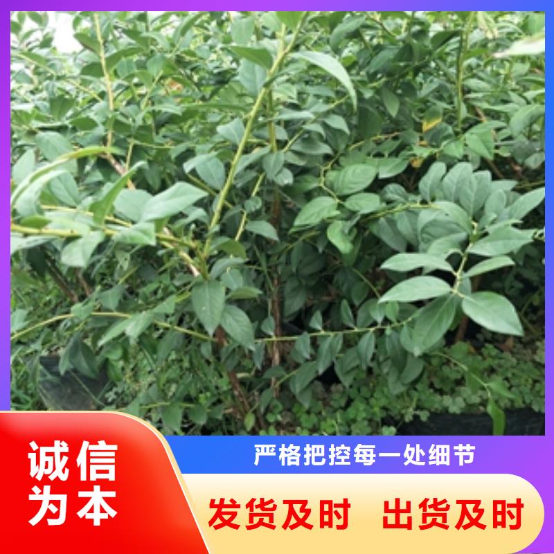 正家【 蓝莓苗,泰山景松 造型景松精心选材】云商赢企