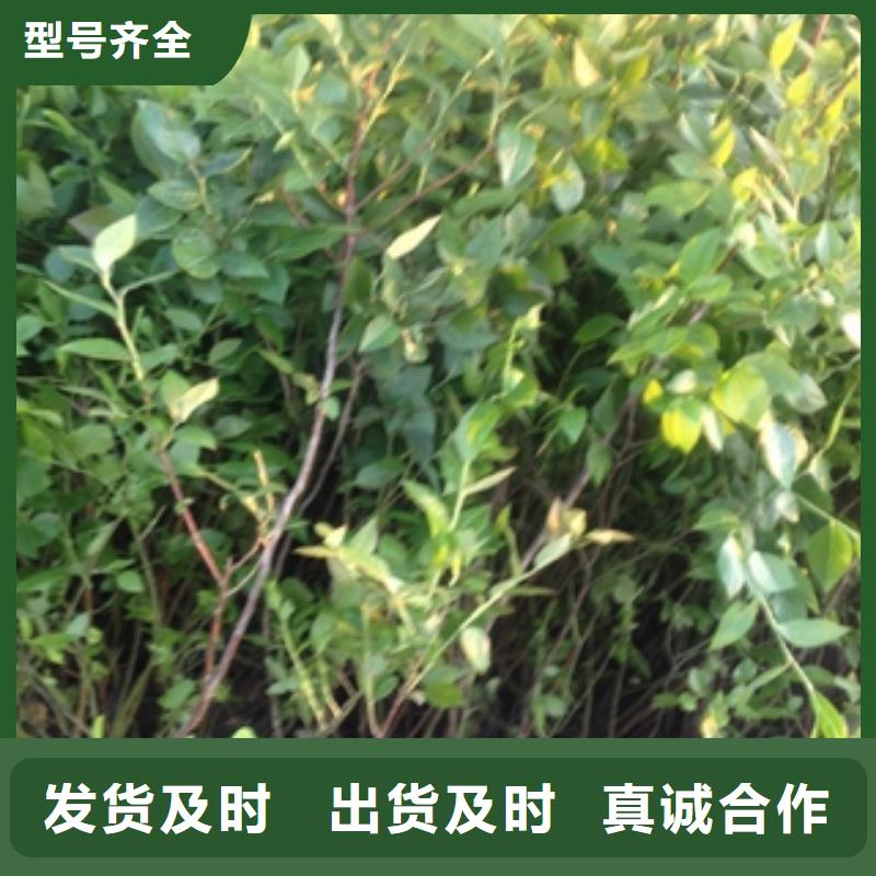 蓝莓苗-【核桃苗樱花苗长果桑树苗】您想要的我们都有