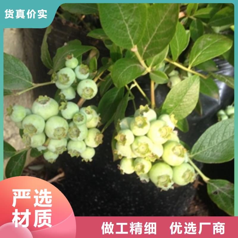 蓝莓苗绿化树绿化工程自有厂家