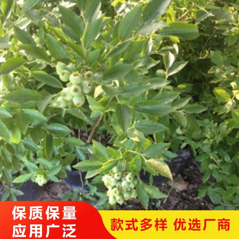 蓝莓苗_核桃苗樱花苗长果桑树苗质量优价格低