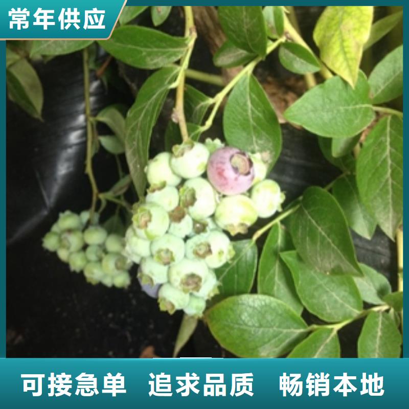 蓝莓苗_核桃苗樱花苗长果桑树苗质量优价格低