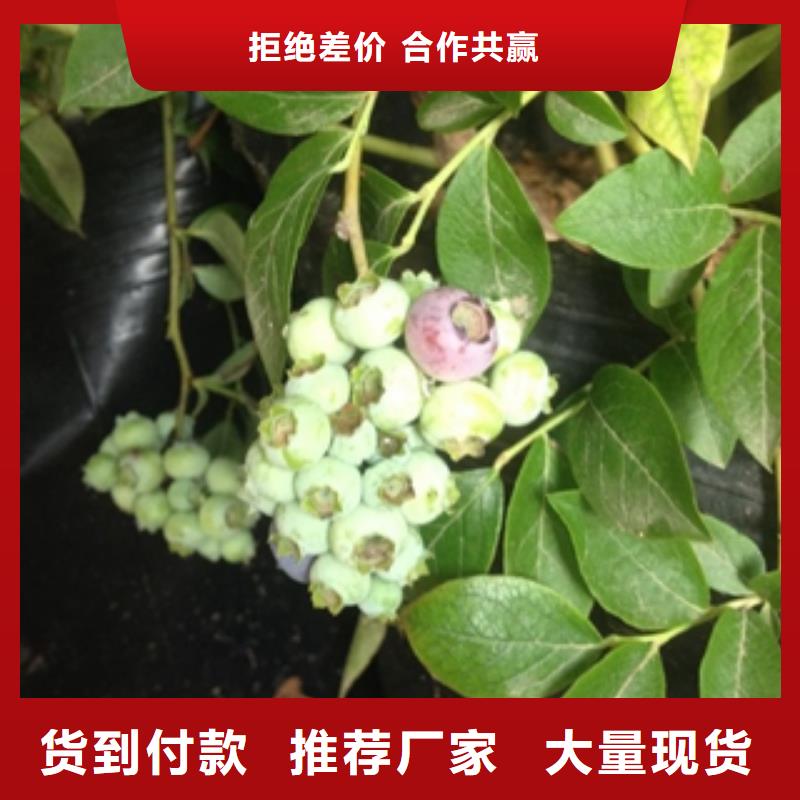 蓝莓苗-泰山景松造型景松助您降低采购成本