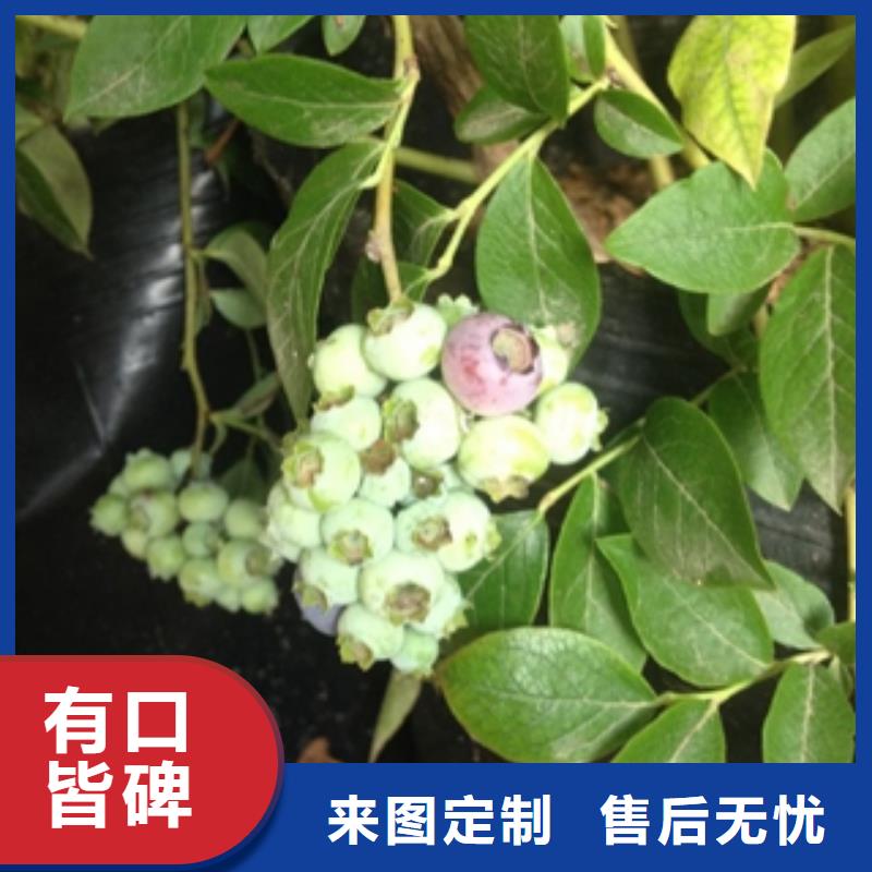 蓝莓苗快速生产