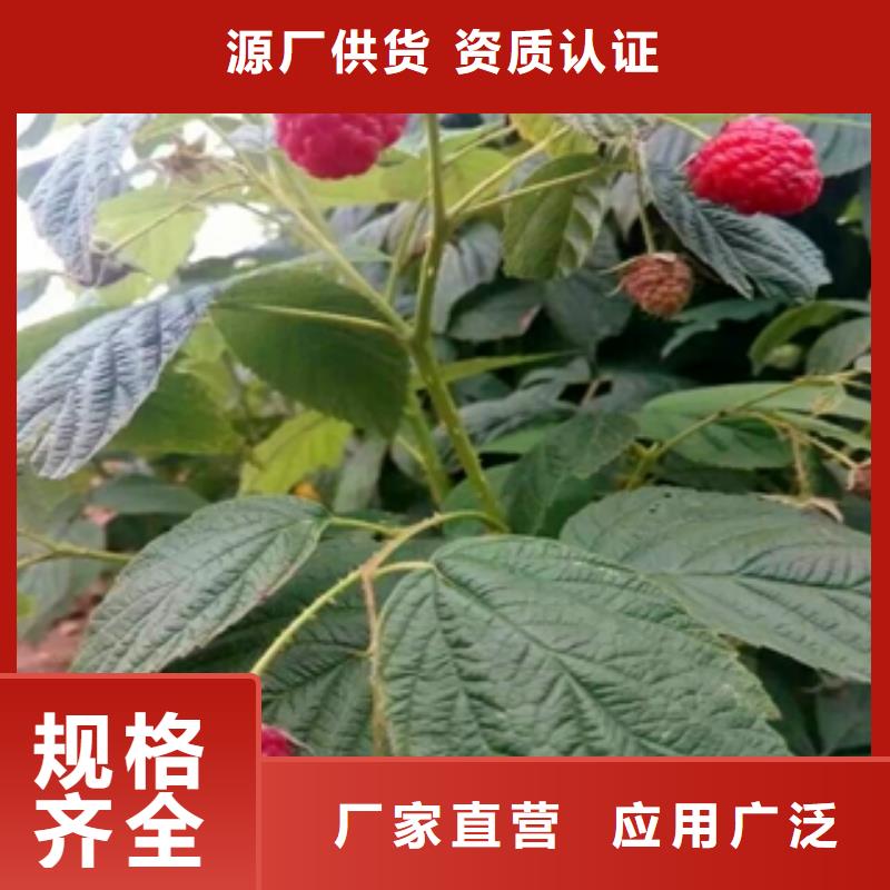 正家树莓苗【绿化树 绿化工程】好产品价格低-云商赢企