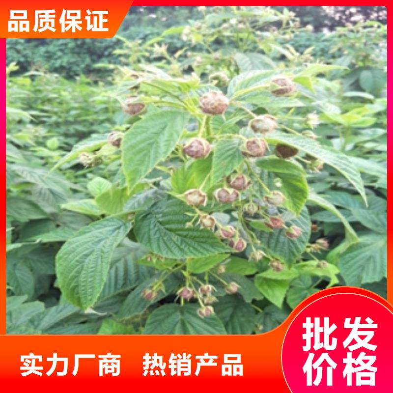 树莓苗-【碧桃】实力才是硬道理