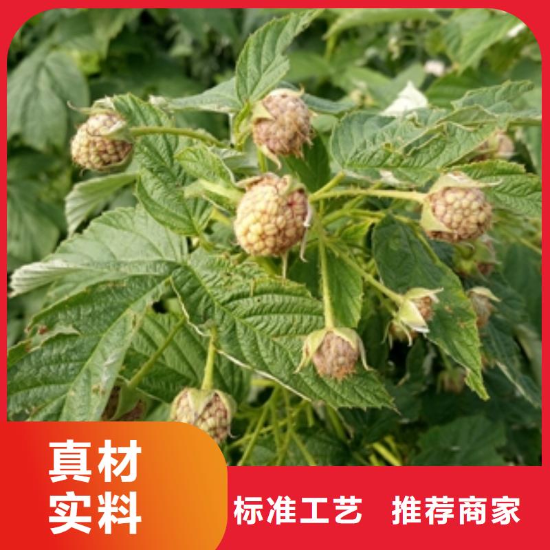 正家树莓苗【绿化树 绿化工程】好产品价格低-云商赢企