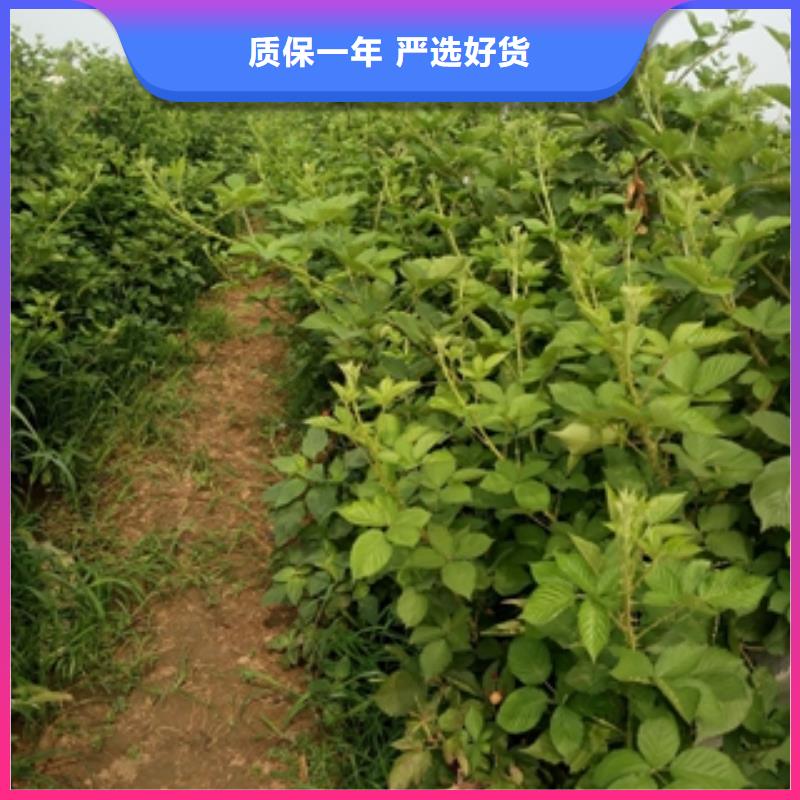 树莓苗-【碧桃】实力才是硬道理