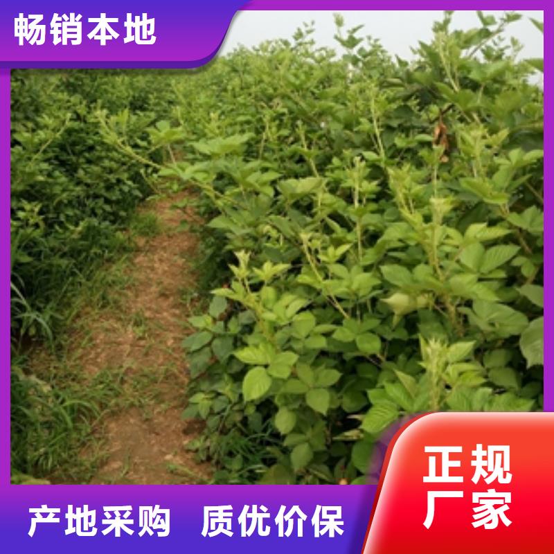 【树莓苗】泰山景松 造型景松质优价保 正家园艺场(河源市分公司)
