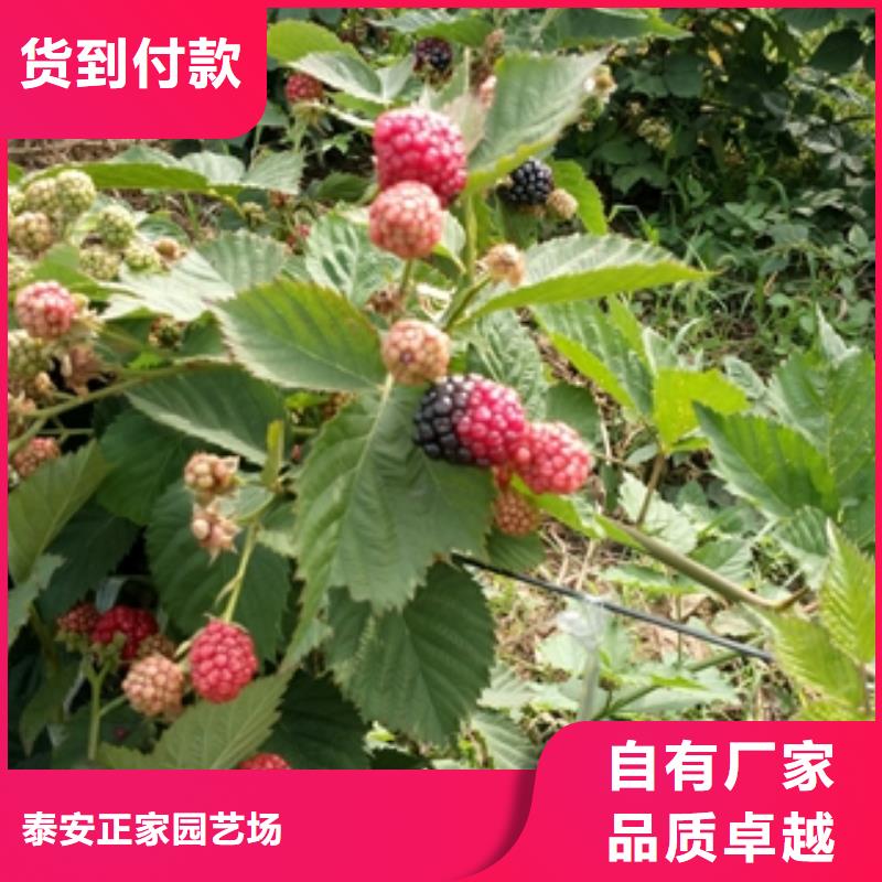 【树莓苗】泰山景松 造型景松质优价保 正家园艺场(河源市分公司)