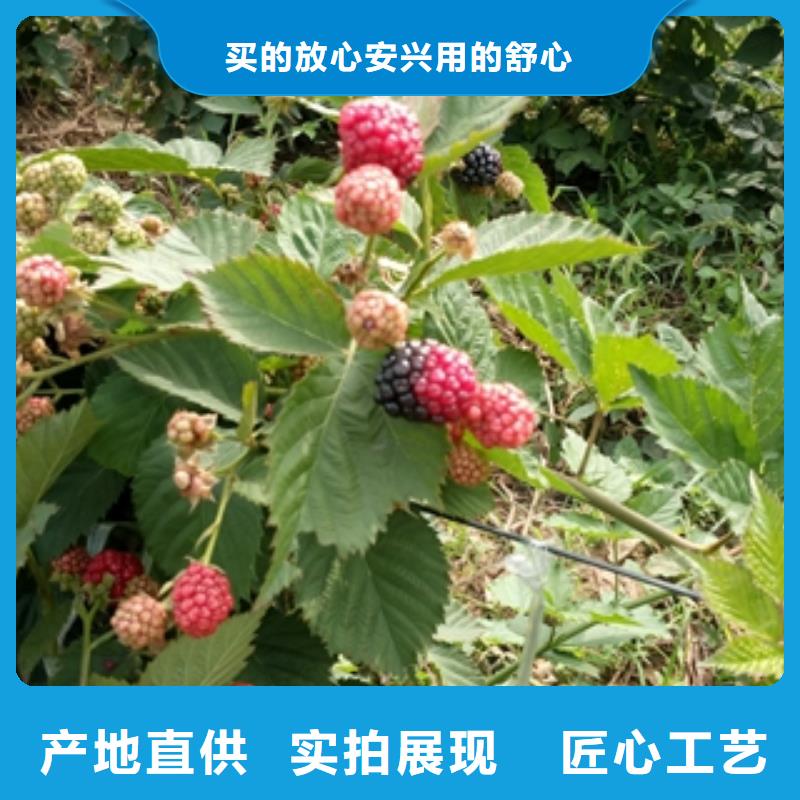 正家树莓苗【绿化树 绿化工程】好产品价格低-云商赢企