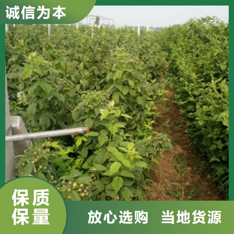 【树莓苗】泰山景松 造型景松质优价保 正家园艺场(河源市分公司)