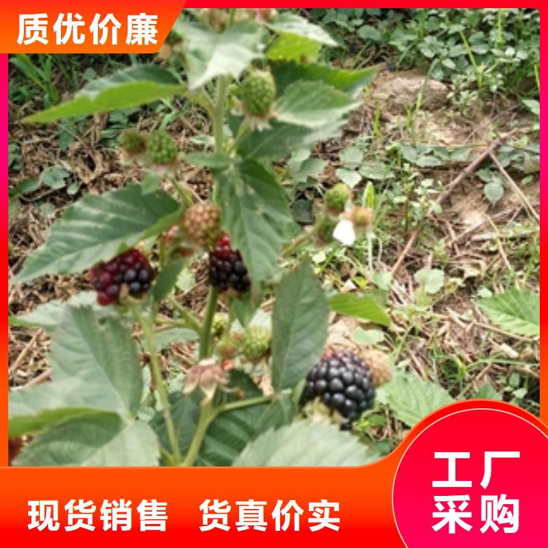 【树莓苗】泰山景松 造型景松质优价保 正家园艺场(河源市分公司)