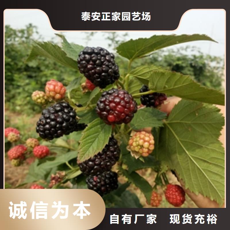 树莓苗-【碧桃】实力才是硬道理
