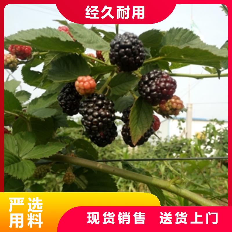 正家树莓苗【绿化树 绿化工程】好产品价格低-云商赢企