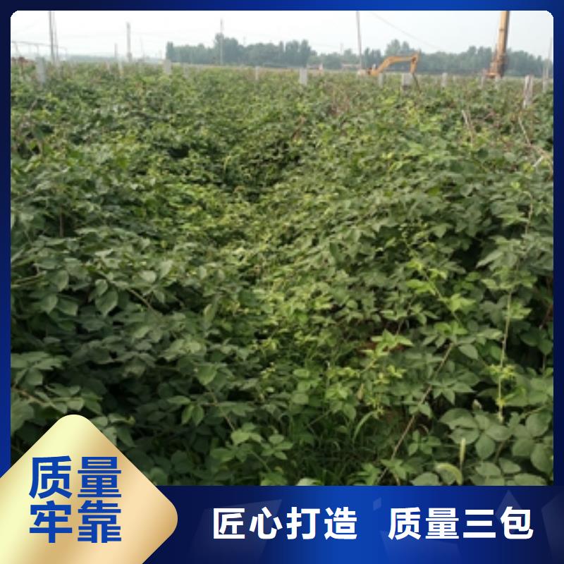 正家树莓苗【绿化树 绿化工程】好产品价格低-云商赢企