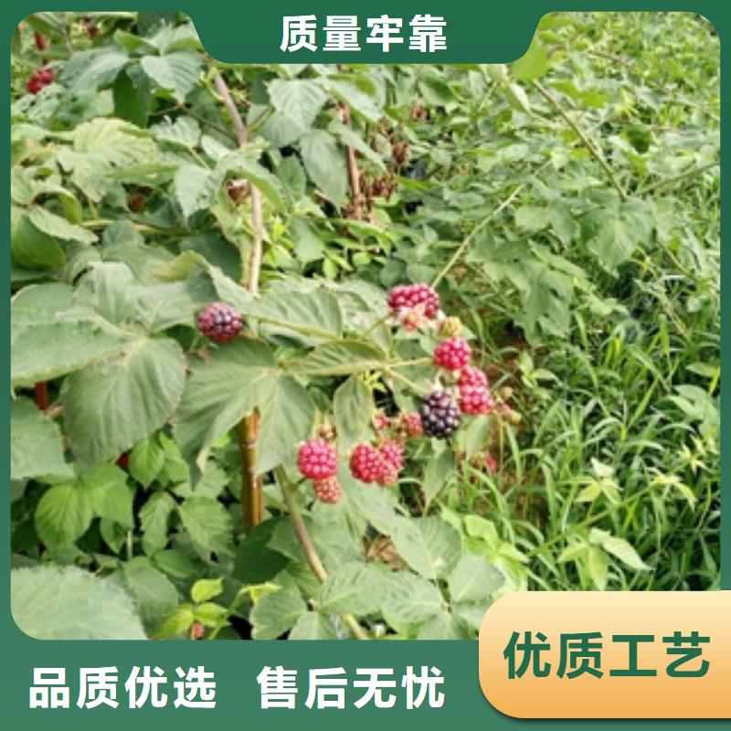 正家树莓苗【绿化树 绿化工程】好产品价格低-云商赢企