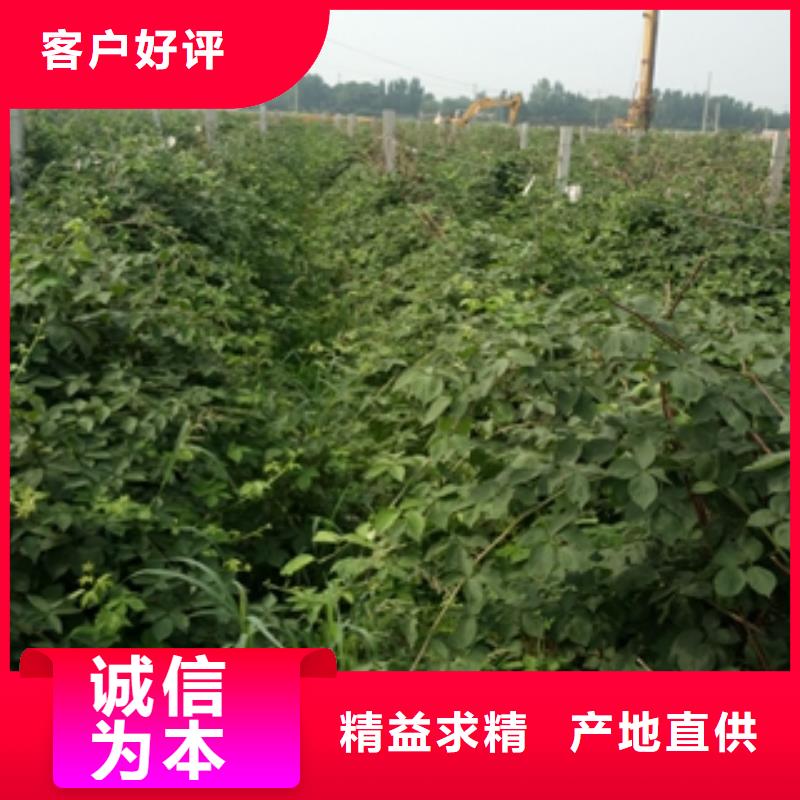 树莓苗-【碧桃】实力才是硬道理