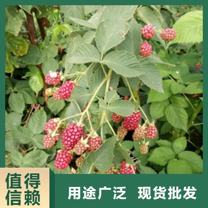正家树莓苗【绿化树 绿化工程】好产品价格低-云商赢企