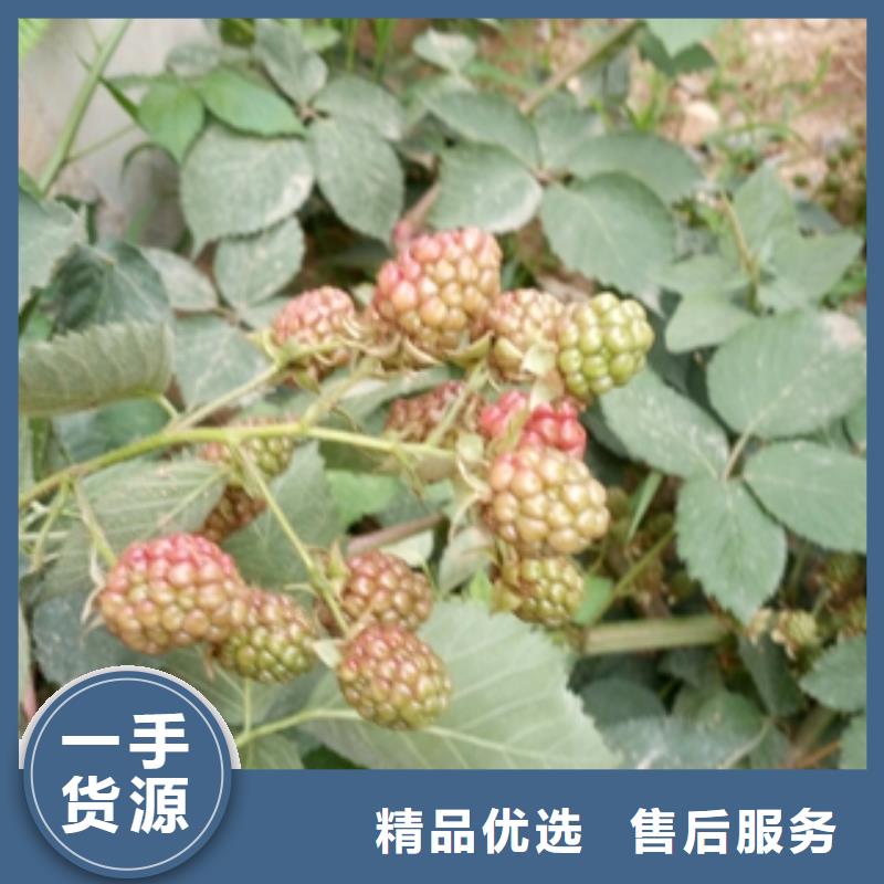 树莓苗-【碧桃】实力才是硬道理