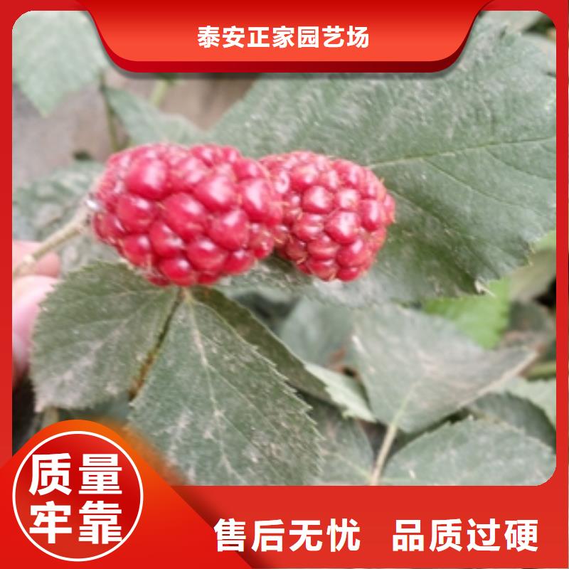 正家树莓苗【绿化树 绿化工程】好产品价格低-云商赢企