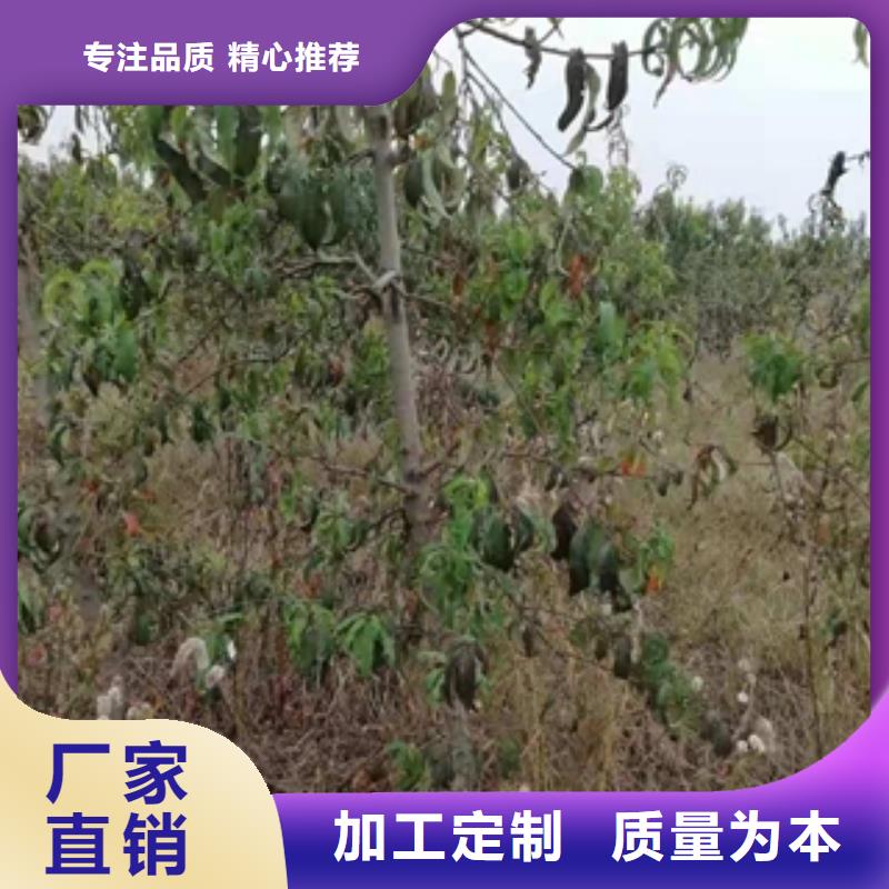 桃树,【核桃苗樱花苗长果桑树苗】匠心打造