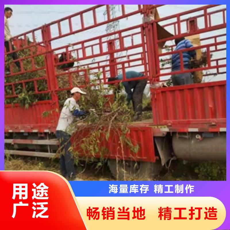 桃树核桃苗樱花苗长果桑树苗源头厂家供应