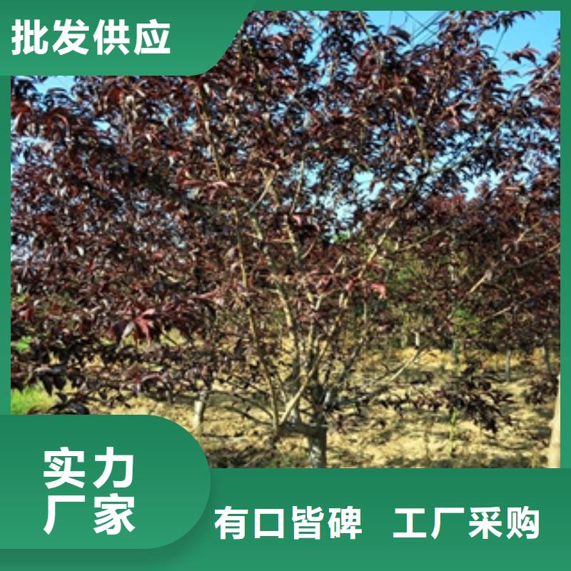 桃树泰山景松造型景松产品性能