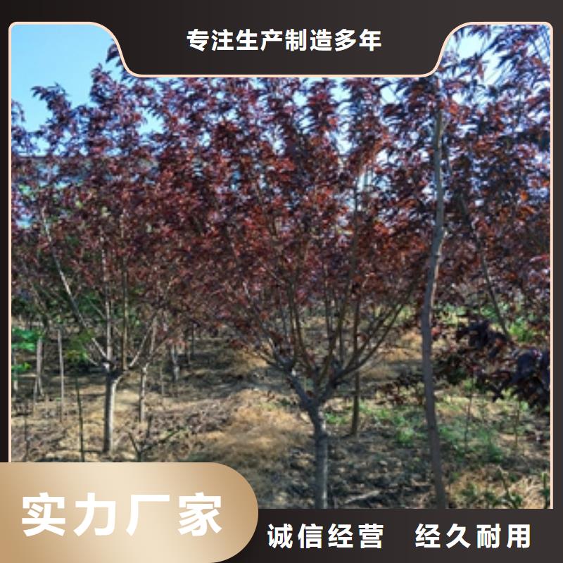 桃树_樱桃苗货到付款