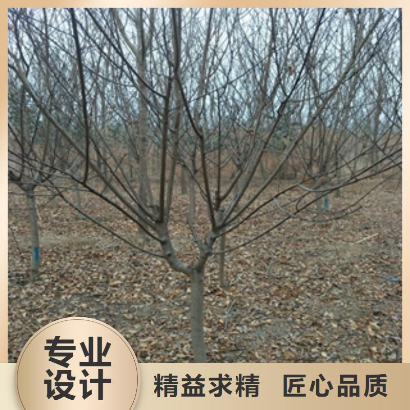 桃树蓝莓苗精益求精