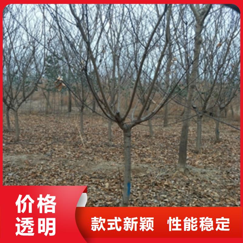 桃树泰山景松造型景松大量现货