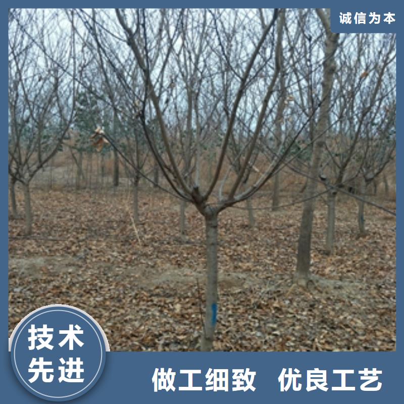 桃树泰山景松造型景松品质服务